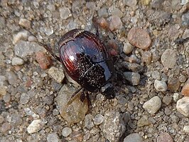 Margarinotus purpurascens