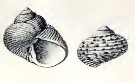 Margarites schantaricus