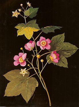 Rubus odoratus L. - colagem por Mary Delany