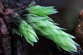 Mielichhoferia elongata.