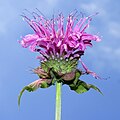 Monarda didyma