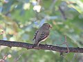 Muscicapa striata - Prebreza