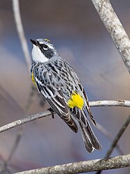 A Yellow-Rumped Warbler.