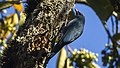 Nuthatch vanga