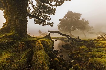 Madeirský les zapsaný na seznam světového dědictví UNESCO je částí laurisilvy (vavřínového lesa), typu pralesa na makaronézských ostrovech s řadou endemitů