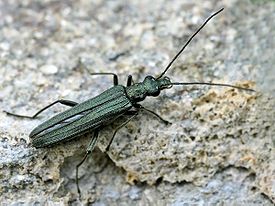 Oedemera virescens