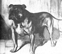 King Dick, de hond van Jacob Lamphier