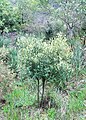 オリーブの亜種のOlea europaea subsp. cuspidata（ただし写真は南アフリカ共和国のテーブル山の個体）。