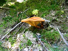 Omphalotus olearius