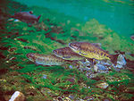 Formosan landlocked salmon Oncorhynchus masou formosanus.jpg