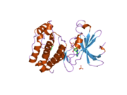 2c6d: AURORA A KINASE ACTIVATED MUTANT (T287D) IN COMPLEX WITH ADPNP