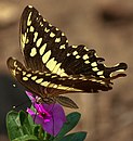 Papilio constantinus se nourrissant de nectar