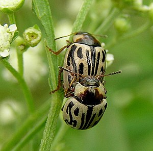 Parthenium beetles