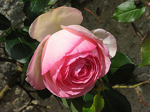 Sort of roses named Pierre de Ronsard