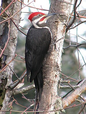 Original caption: A male pileated woodpecker s...