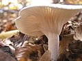 Hygrophorus discoxanthus