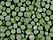 Pisum sativum green.jpg