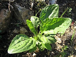 Nagy útifű (Plantago major)