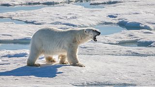یک خرس قطبی پس از یک تلاش ناموفق برای شکار خوک دریایی