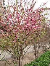 PrunusPersica3.jpg