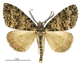 Pseudocoremia monacha