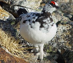 燕山荘周辺のライチョウ