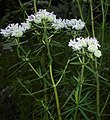 Kvetoucí Pycnanthemum virginianum