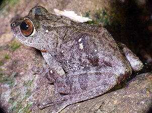 Dorsal view