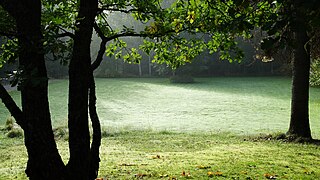 Arbres du parc.