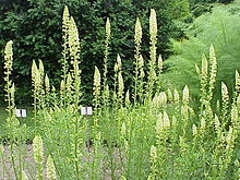 Kollane reseeda (Reseda lutea)