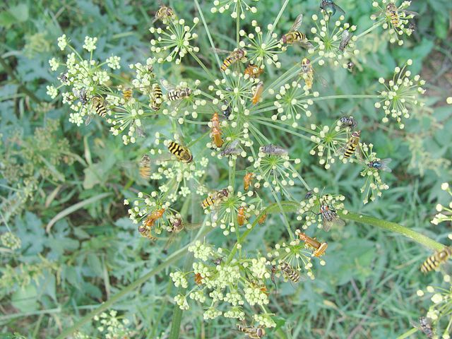 Des insectes variés qui butinent