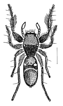 Rhombonotus.gracilis.png