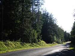 Labanoras Forest