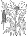 Рудбекія рассечаная (Rudbeckia laciniata)