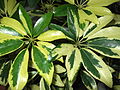 Kultivar šeflery dlanitolisté s panašovanými listy