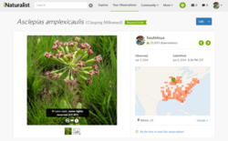 iNaturalist website screenshot with photo of a pink flower on left and details with a map on the right