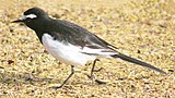 Very similar to: White Wagtail.