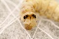 silkworm spinning a flat layer of silk