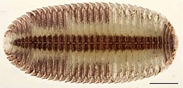 A Siphonocryptus zigzag holotípusa (Maláj-félsziget, Cameron-felföld)