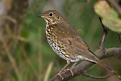 Song Thrush Turdus philomelos.jpg