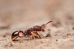 Közönséges avarhangya (Stenamma debile)