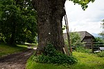 Stiel-Eiche in St. Martin am Mannsberg