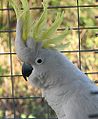 Sulphur-crested Cockatoo Cacatua galerita