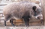 Sus scrofa leucomystax.jpg