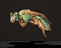 Sweat bee, female Texas Agapostemon (Halictidae, Agapostemon texanus (Cresson)) USA, TX, Travis Co.: Austin Commons Ford Ranch