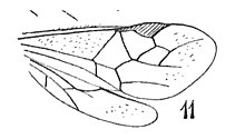 Taphaeus verus aile - Diospilus verus N. Théobald 1937 Holotype éch Am23 p. 309 pl. XXIV Héménoptères du Stampien d'Aix-en-Provence.