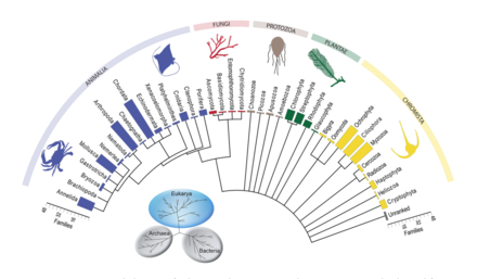 Taxonomic phylogram of eukaryotic diversity at Coral Bay in West Australia.png