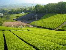 Tea Minami-yamashiro, Kyoto 01.jpg