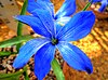 Chilean blue crocus in the Cambridge University Botanic Garden