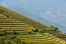 Fotografie terasových rýžových polí v Sa Pa